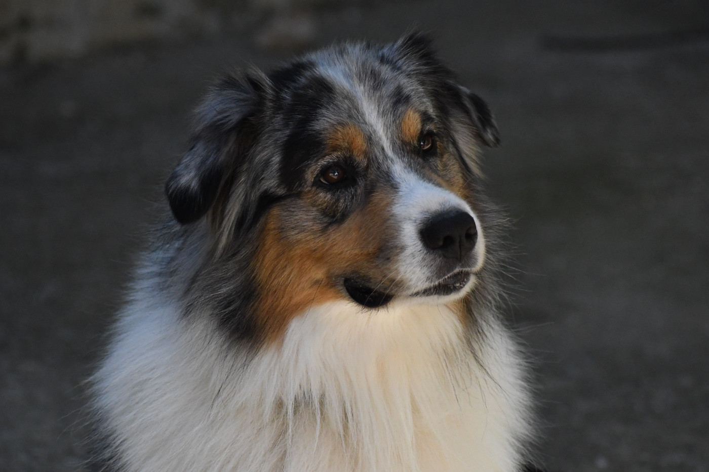 Pathor Des Gardiens De Faillinn