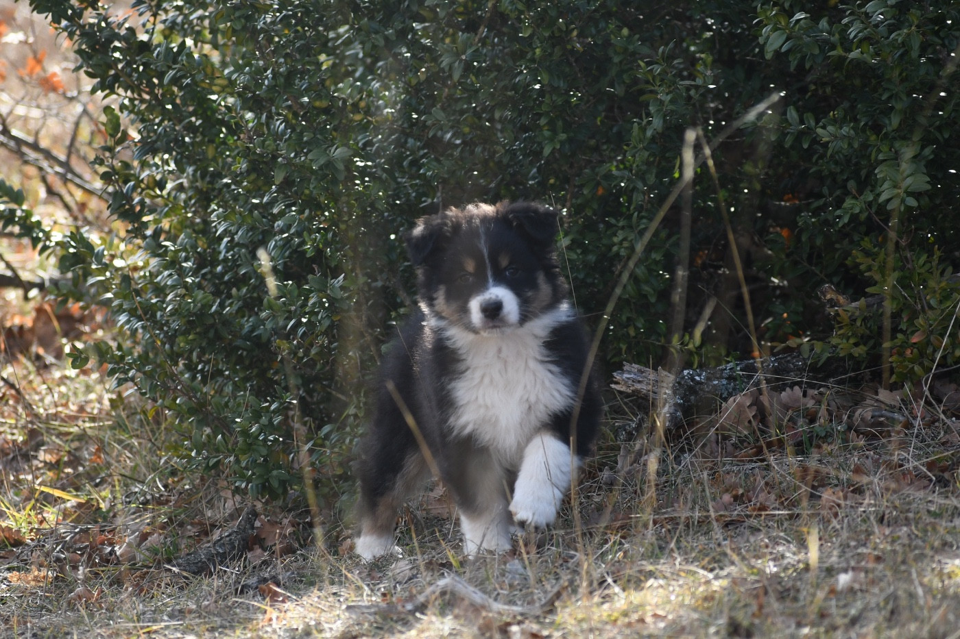 Des Terres Sauvages Du Lou Blanc - Chiots disponibles - Berger Australien