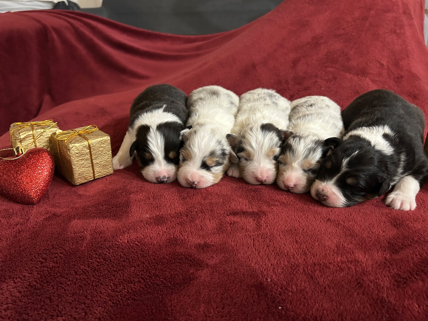 Chiot Berger Australien Des Terres Sauvages Du Lou Blanc