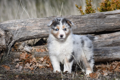Alpha des terres sauvages du Lou Blanc