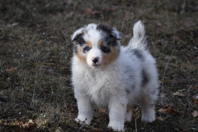 Asa des terres sauvages du Lou Blanc